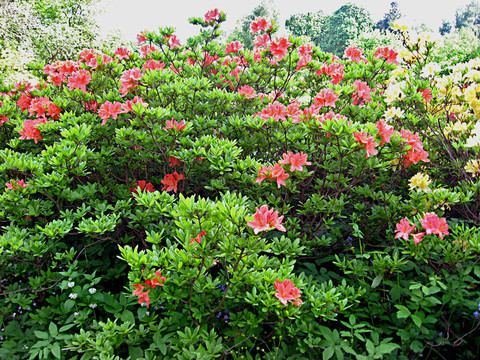 杜鵑花