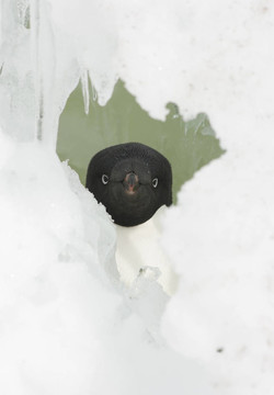 雪中的企鵝頭像框。