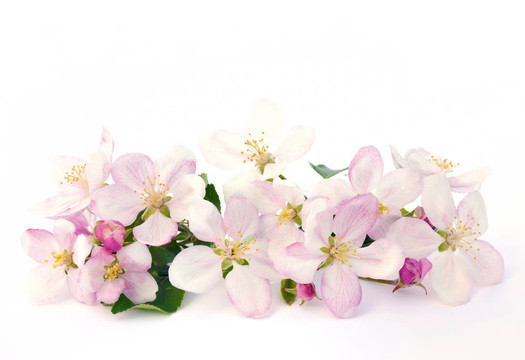 蘋果花-分離