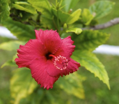 hibiscu