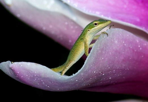 花花瓣沐浴蜥蜴