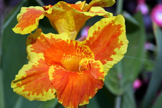 花的花園