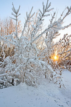 雪和陽光