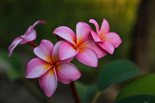 粉紅色的雞蛋花