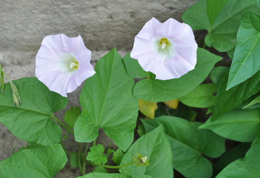 Flowers；田旋花