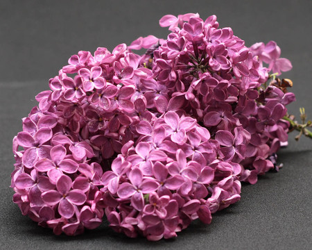 丁香花