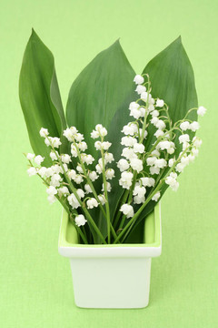 山谷的百合花