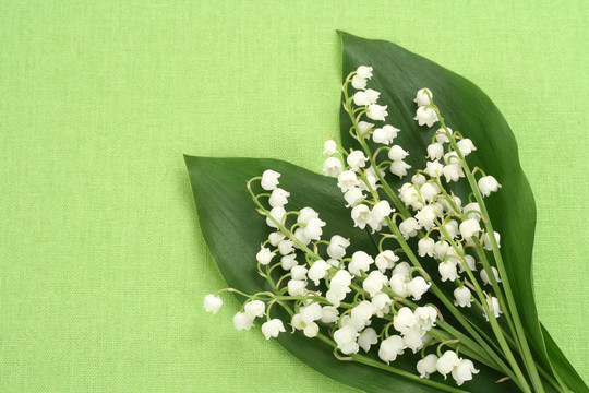 山谷的百合花