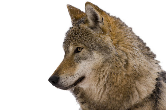 一位歐洲灰狼（Canis lupus lupus）分離的肖像