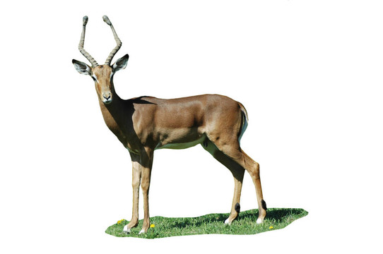 黑斑羚巴克（Aepyceros melampus）