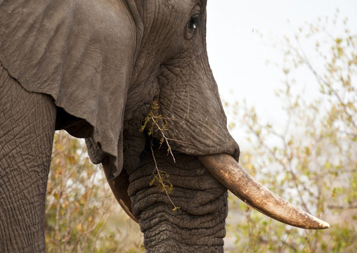 elephand象牙吃刺布什