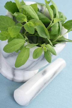 草本植物