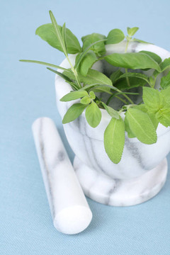 草本植物