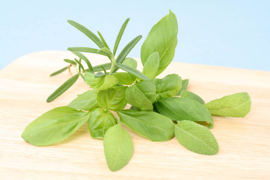 草本植物
