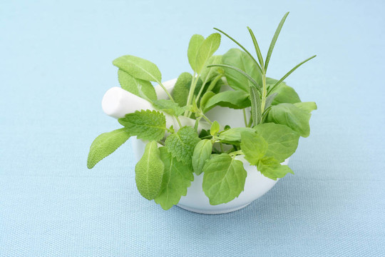 草本植物