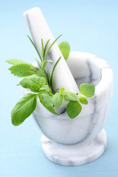草本植物