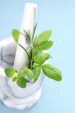 草本植物