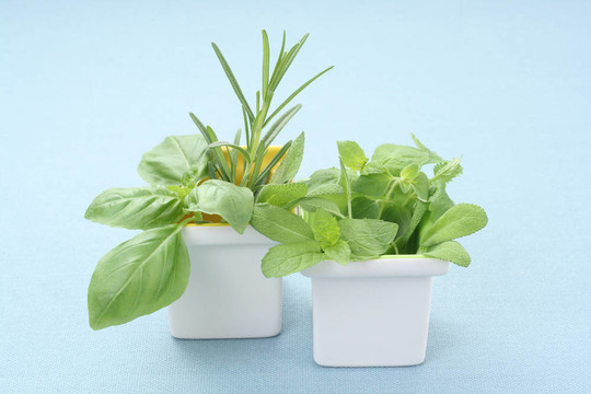 草本植物
