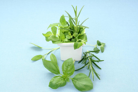 草本植物