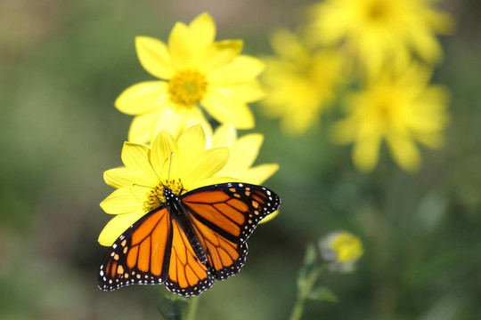 帝王蝶（Danaus plexippus）對(duì)林地的向日葵