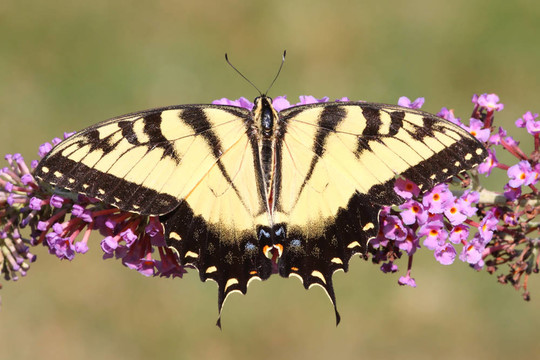 雄虎鳳蝶（Papilio glaucas）
