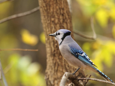 藍(lán)杰伊；Cyanocitta cristata