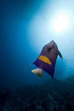 在紅海邊的YellowbarAngelfish。