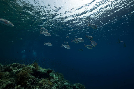 紅海的珊瑚和魚(yú)。