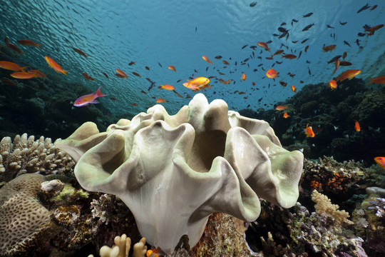 紅海的珊瑚和魚。