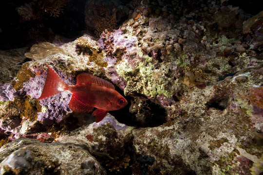 紅海的珊瑚和魚(yú)。