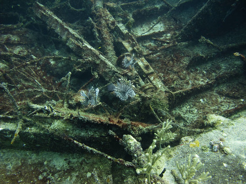 沉船中的獅子魚