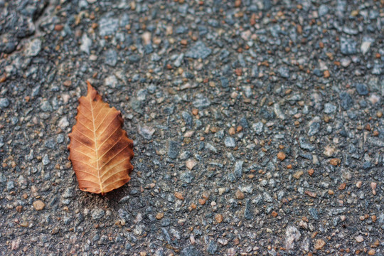 在柏油路上單一的秋葉