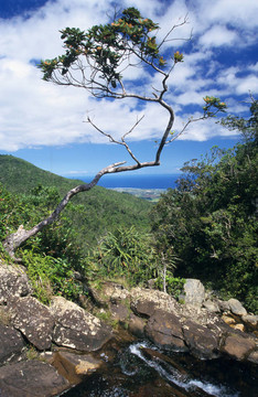 樹和野生南毛里求斯島景觀