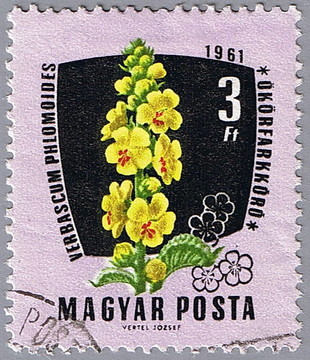 毛蕊花