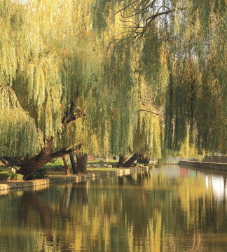 池塘落在一個城市公園
