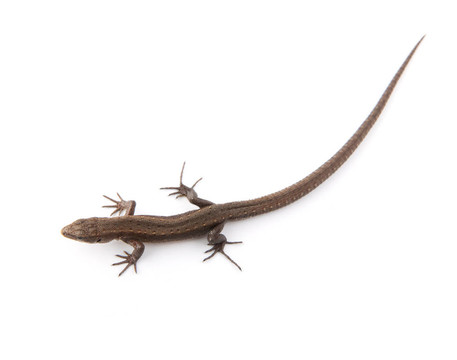 llizard