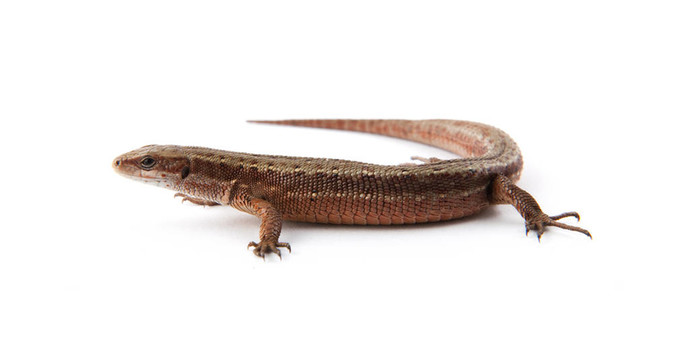 llizard