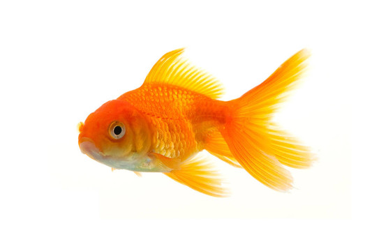 金魚