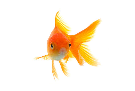 金魚