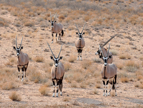 南非長角羚（Oryx gazella）