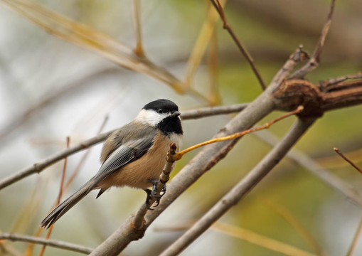 黑頂山雀；Poecile atricapilla