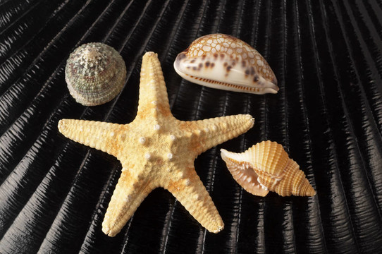 海星和貝殼
