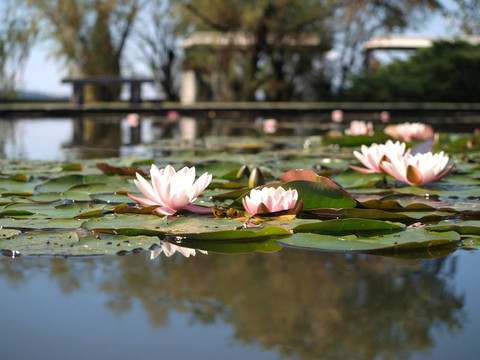 與荷花湖
