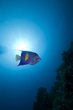 在红海边的Yellowbar angelfish。