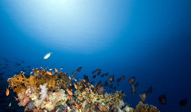 紅海中的魚和珊瑚。
