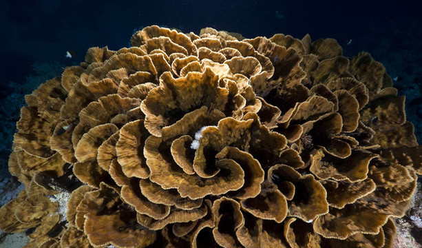 紅海中的魚和珊瑚。