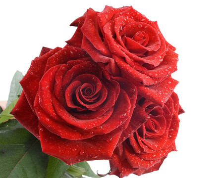 三朵红玫瑰伴白底水滴