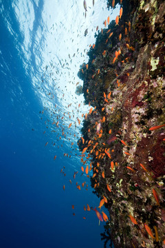 紅海中的魚和珊瑚。