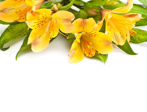 Alstromeria。