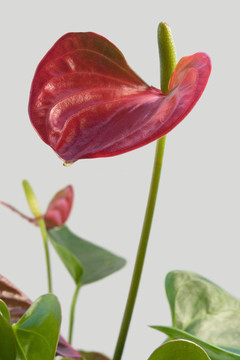 火鶴花